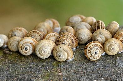 单机ARPG《猿公剑》BW实机试玩 美女大战妖魔